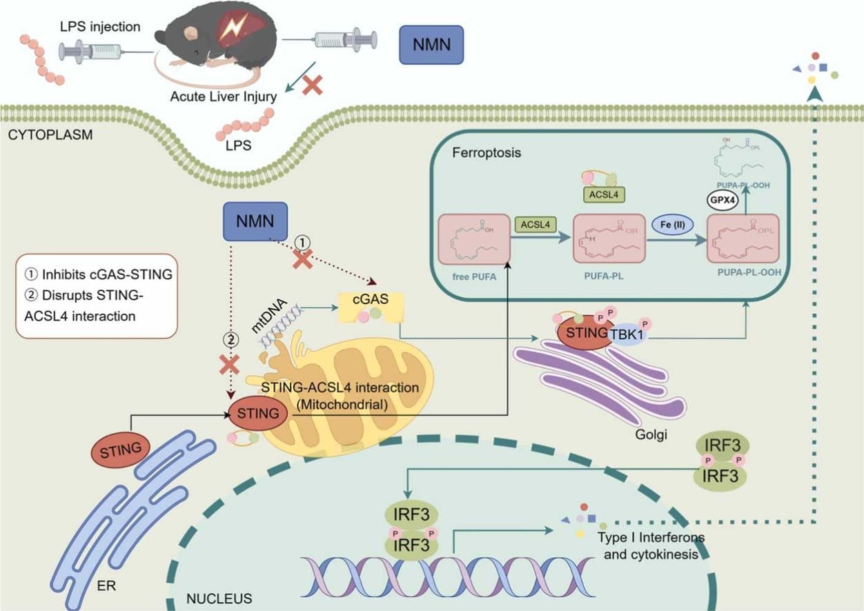 Graphical abstract from Pharmacological Research