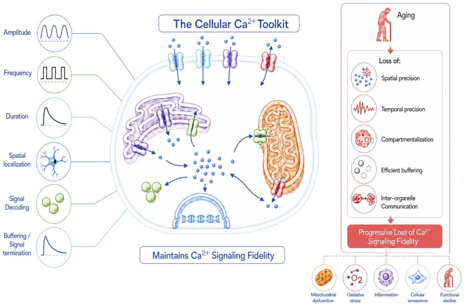 Figure 1 from Mechanisms of Ageing and Development