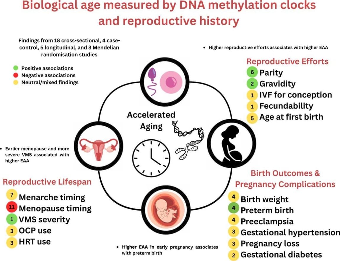 Graphical abstract from Mechanisms of Ageing and Development