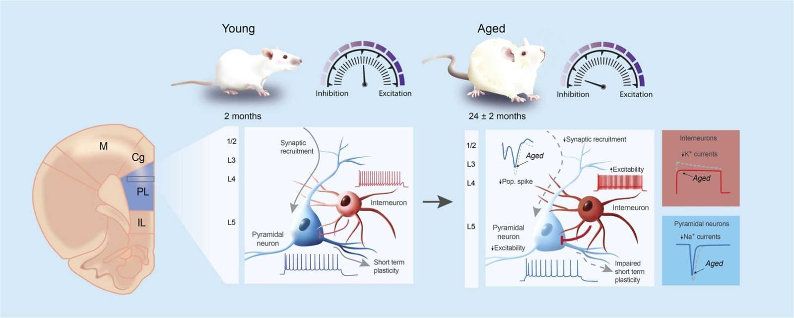 Graphical abstract from Mechanisms of Ageing and Development