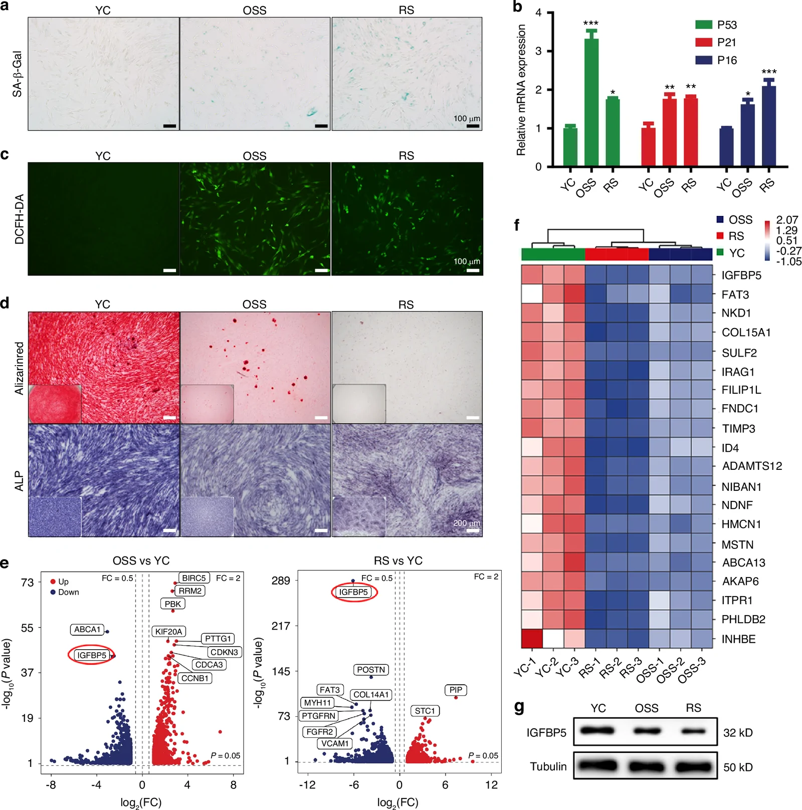 Fig. 1. IGFBP5 expression declines during DFSC senescence.
