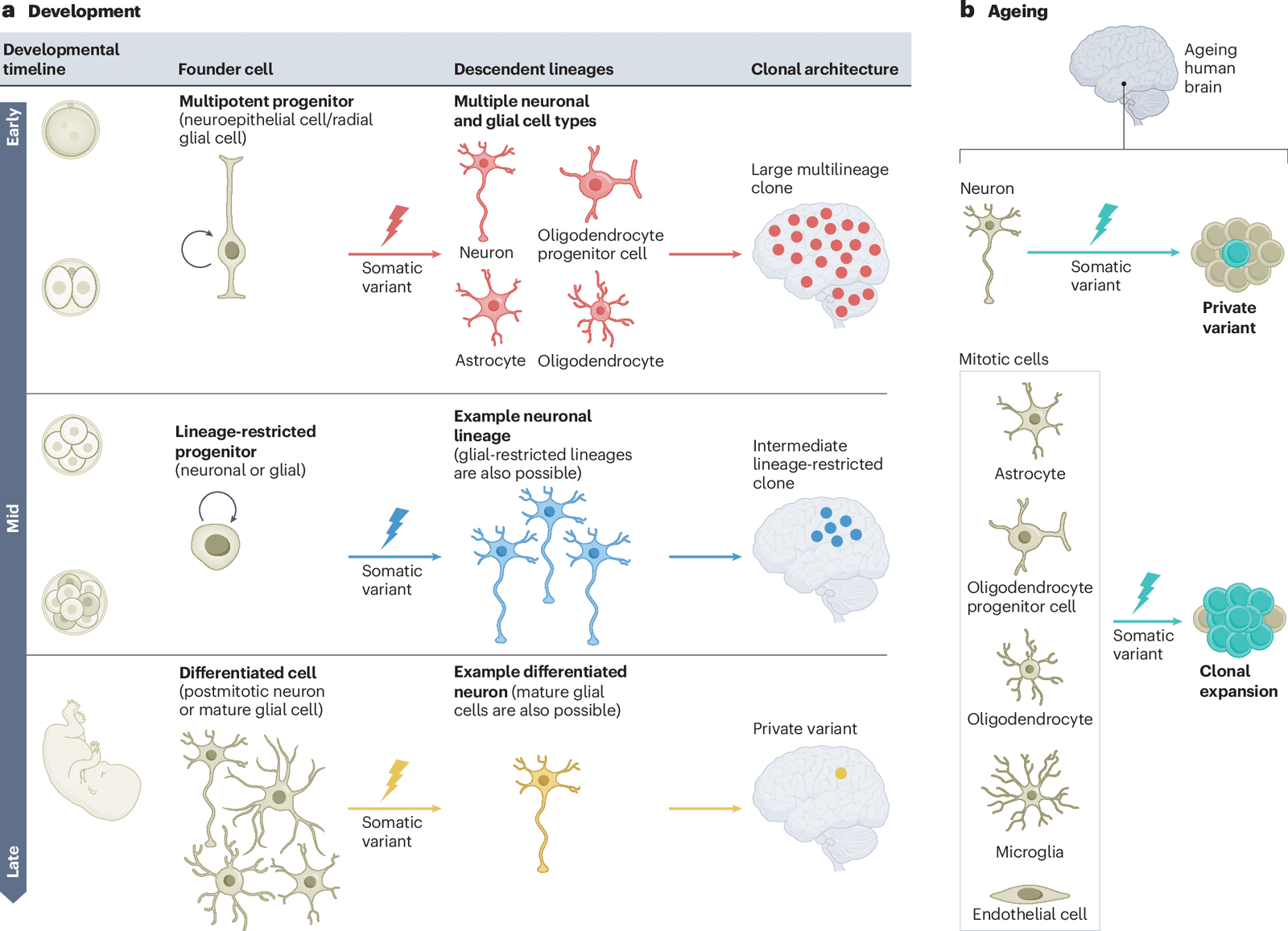 Figure 1 from Nature Reviews Neurology
