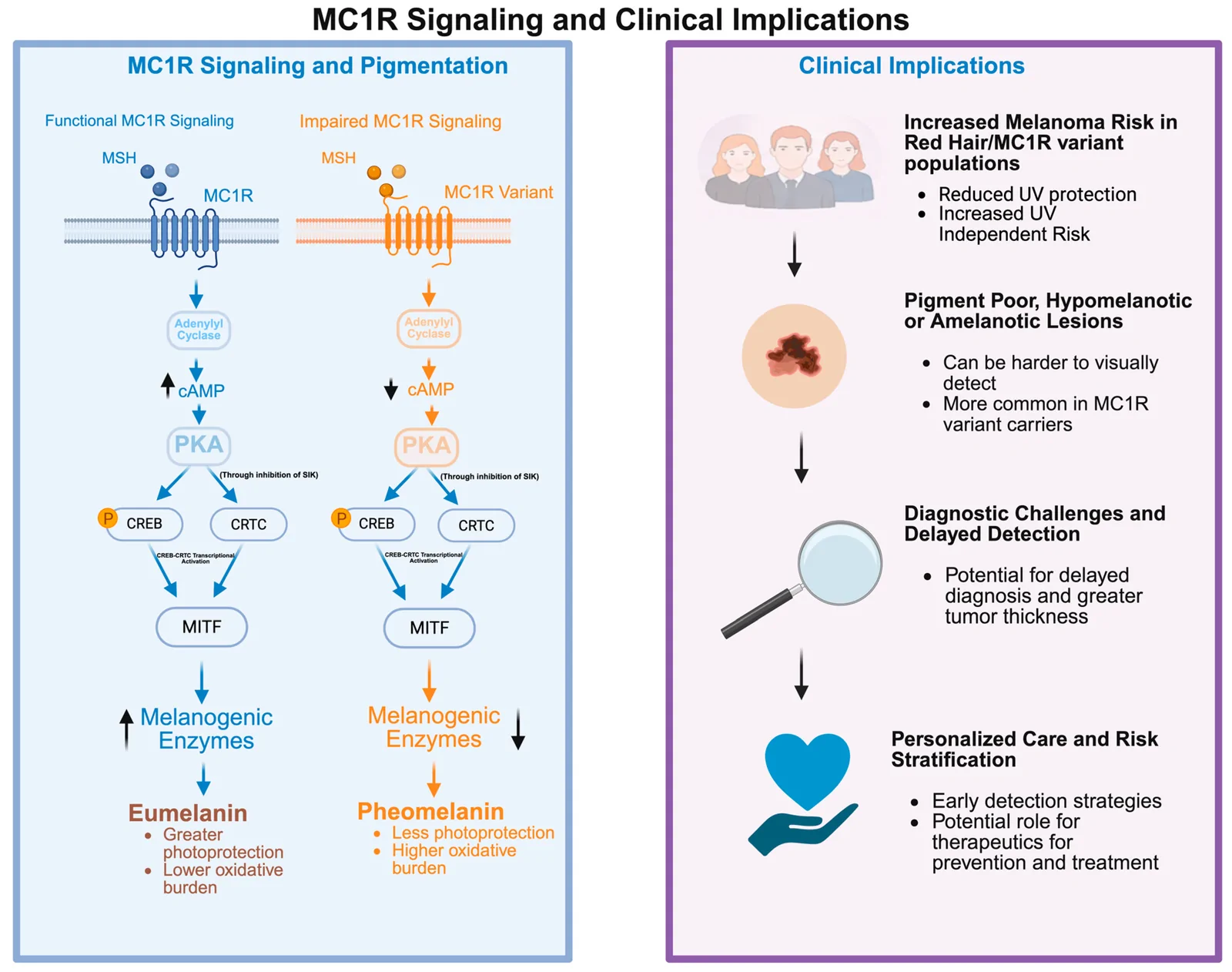 Figure 1. Graphical Presentation of MC1R Pathway and Clinical Implications (Created in BioRender.