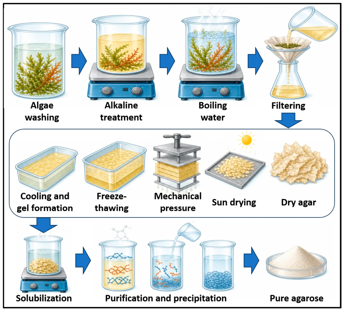 Figure 1. Steps typically followed for agarose extraction and purification from marine algae.