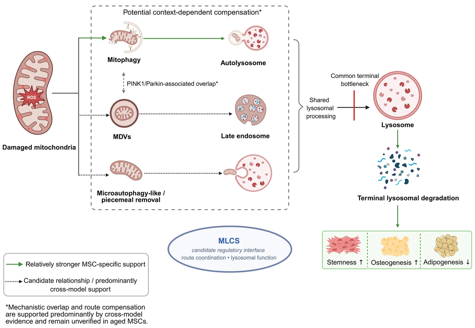 Figure 1. Evidence-graded architecture of the MLQF network in MSCs.