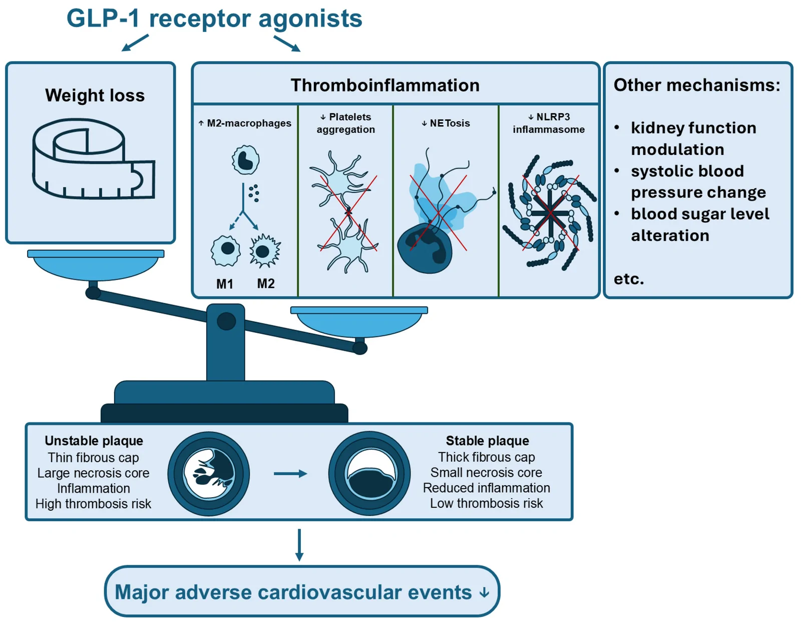 Figure 1. Established cardiovascular benefits of GLP-1 receptor agonists (GLP-1RAs) may involve mechanisms extending beyond glycemic control and weight reduction.
