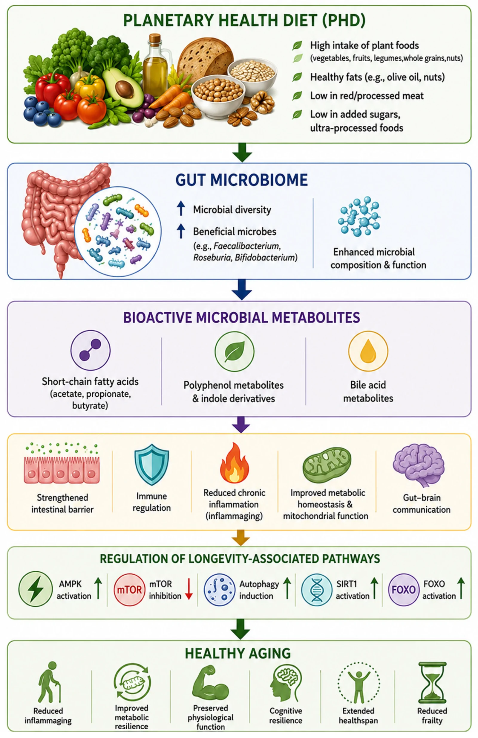 Figure 1. Proposed mechanistic framework linking the Planetary Health Diet to healthy aging through the gut microbiome.
