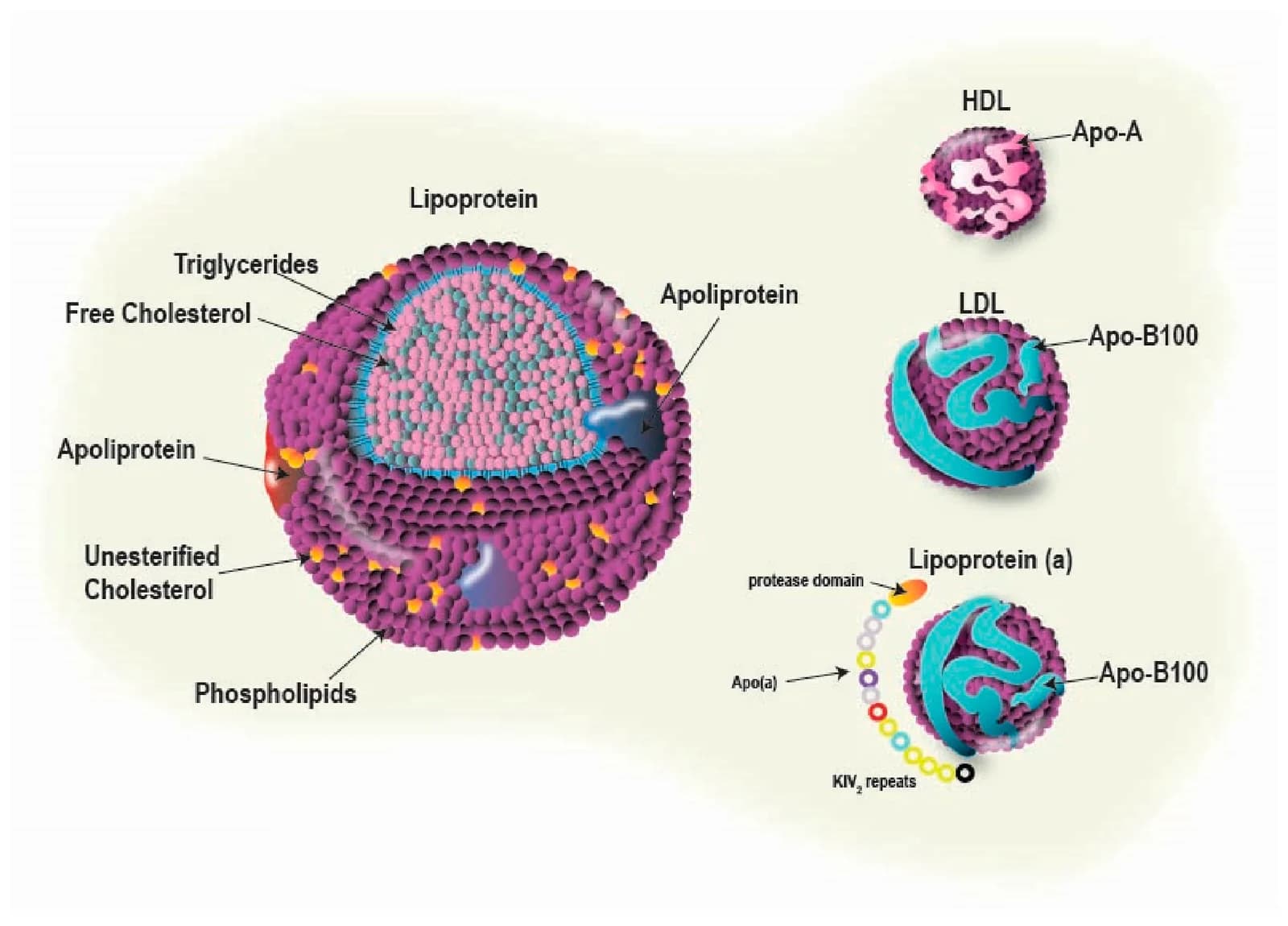 Figure 1. Unique structure of Lp(a), highlighting the Apo(a) kringle domains and their role in pathogenicity.
