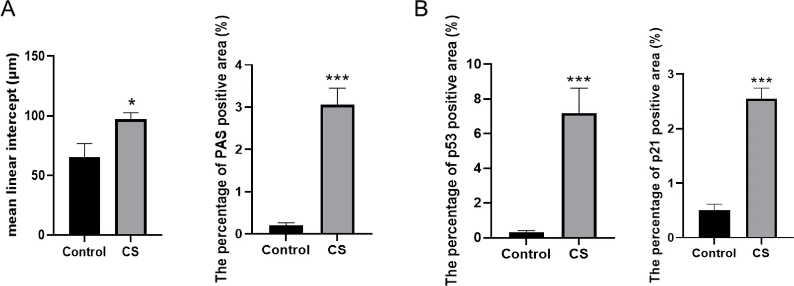 Figure 1. Quantitative summary of cigarette smoke (CS)-induced chronic obstructive pulmonary disease (COPD)-like pulmonary remodeling and epithelial cellular senescence in rat lungs: A) Bar graphs quantify…