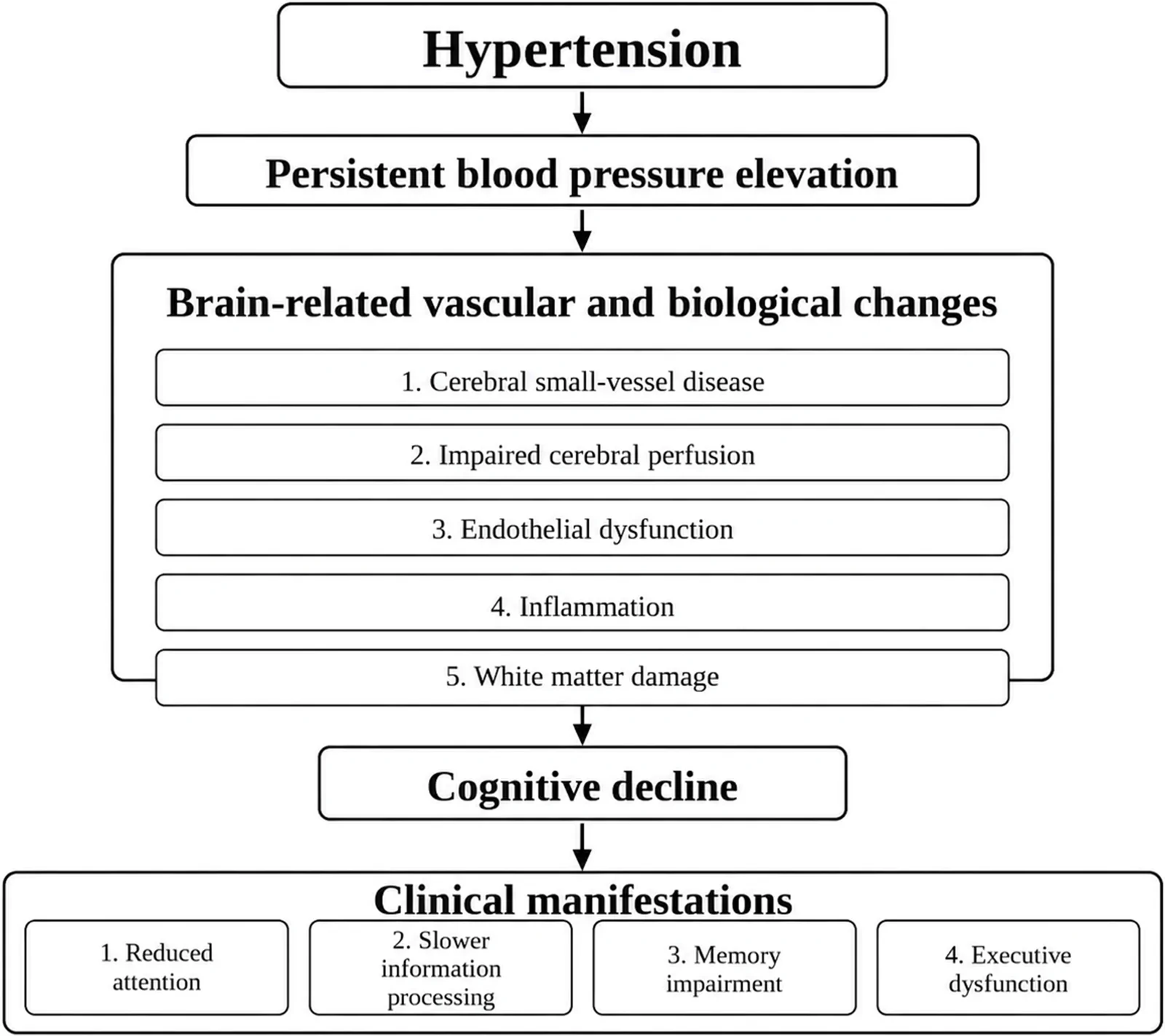 Figure 1. Potential pathways linking hypertension and cognitive decline.