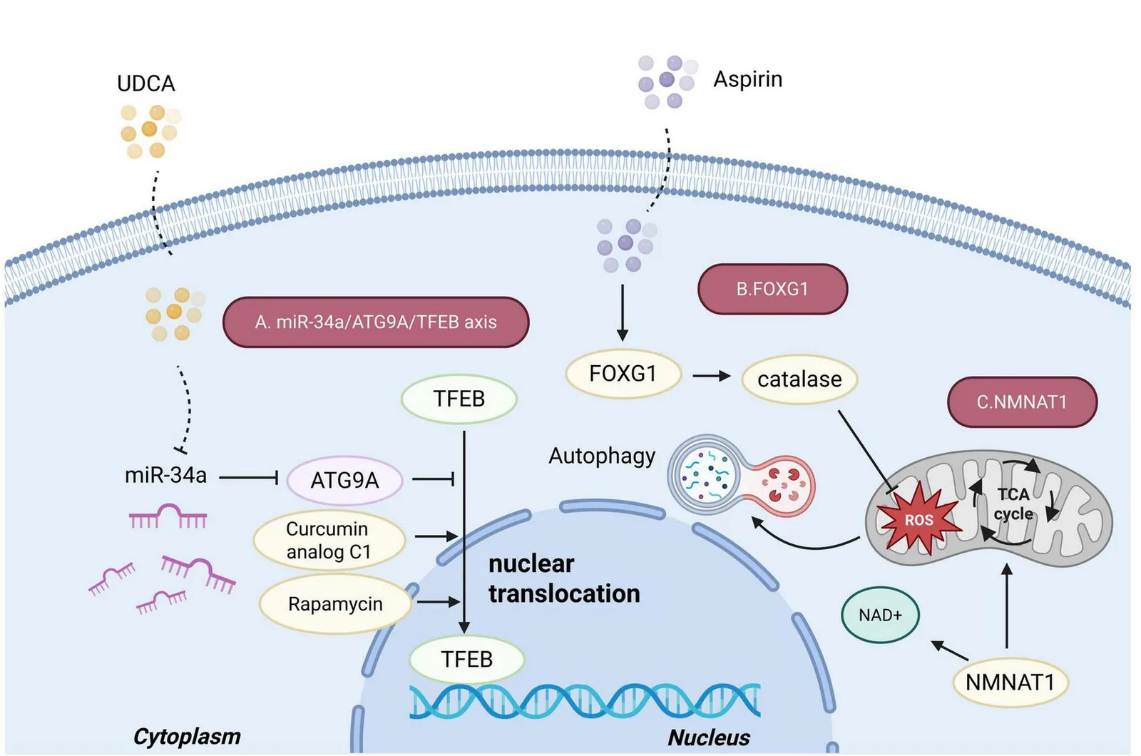 Figure 1. Schematic illustration of impaired autophagy in ARHL.