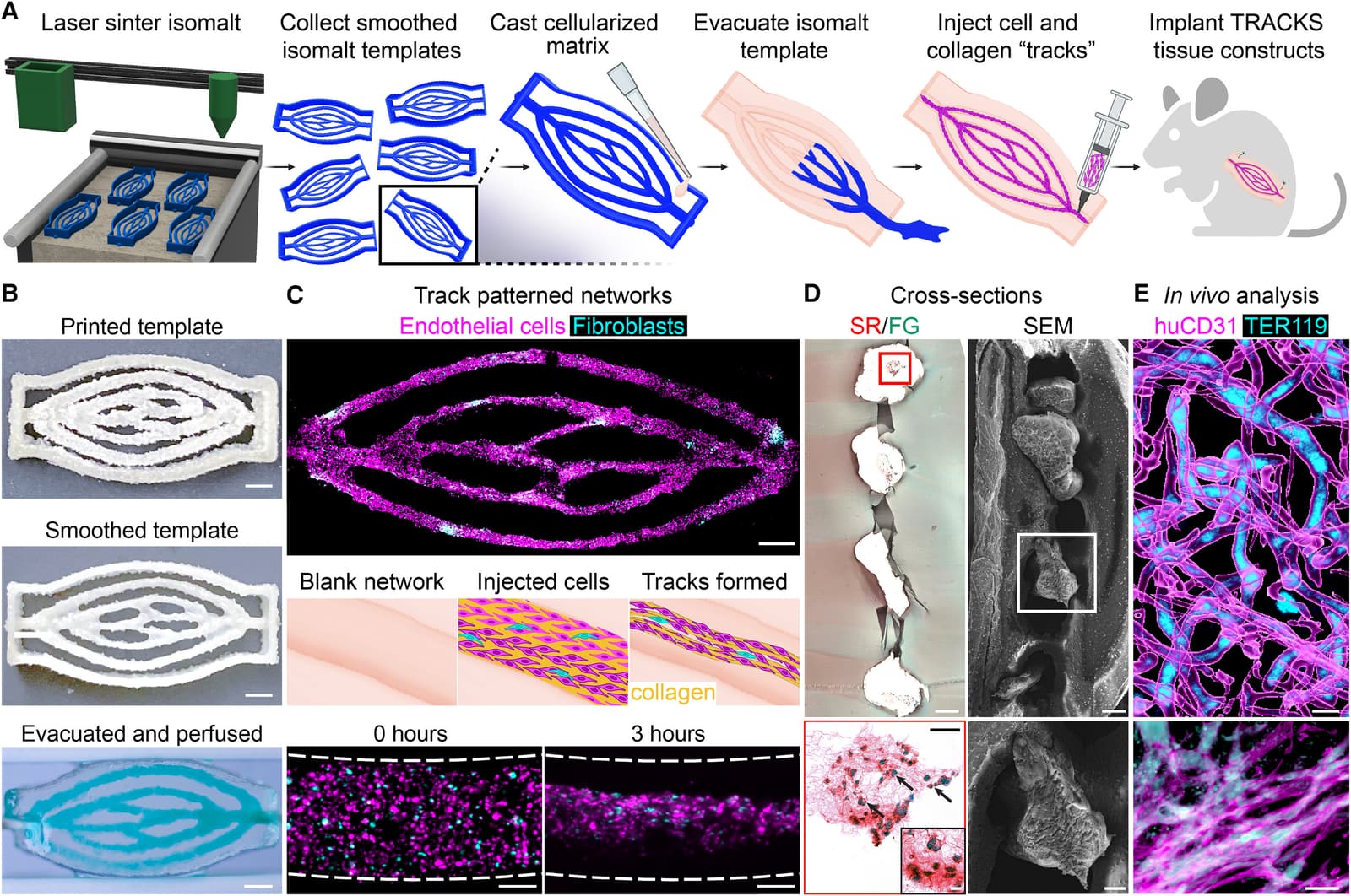 Figure 1 from Cell Biomaterials