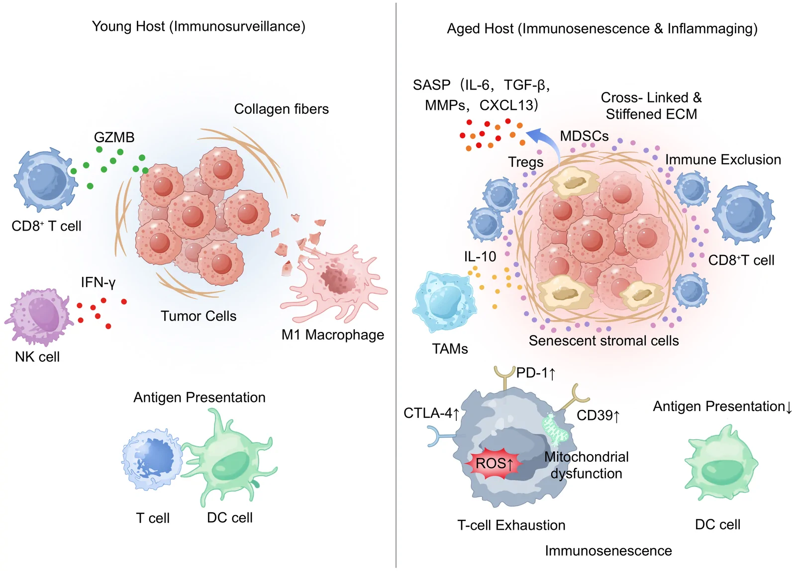 Figure 1. Age-driven remodeling of the tumor immune microenvironment (TME).