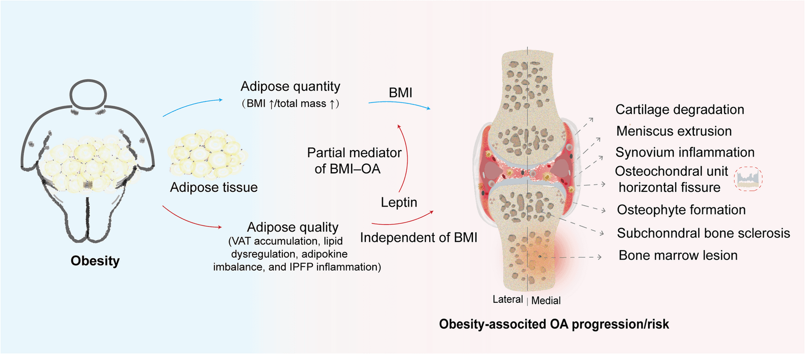 Figure 1 from Current Obesity Reports