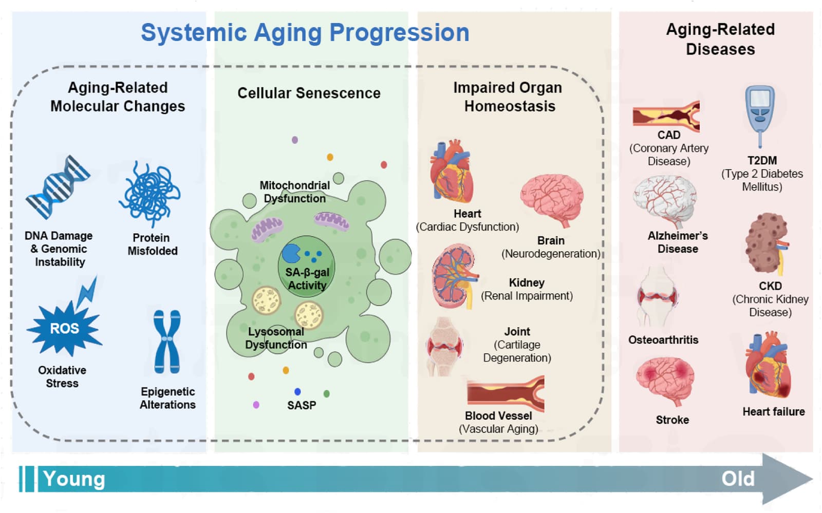 Figure 1 from Archives of Gerontology and Geriatrics