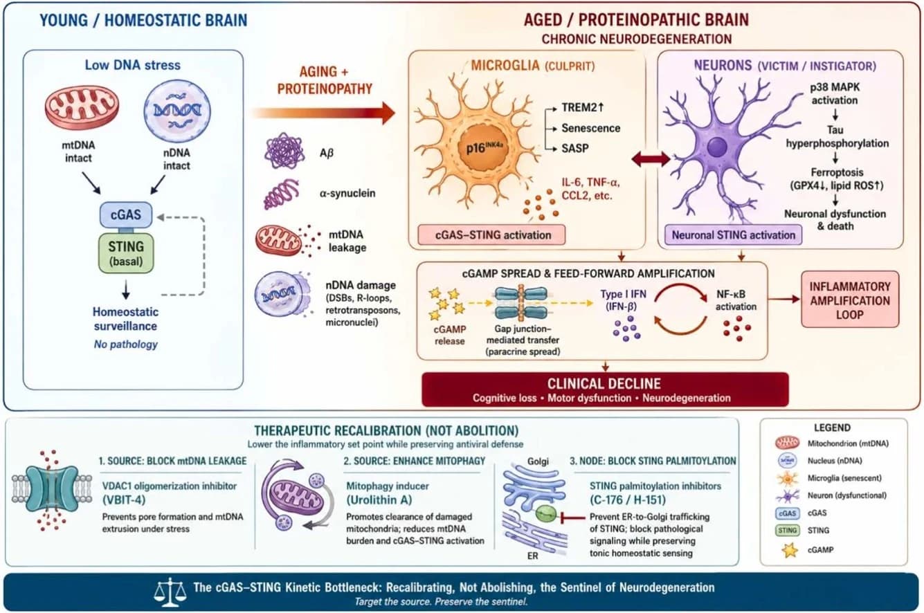 Graphical abstract from Brain Research Bulletin