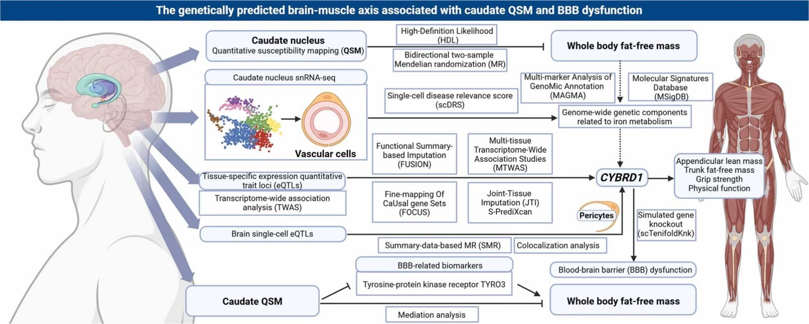 Graphical abstract from Brain Research Bulletin
