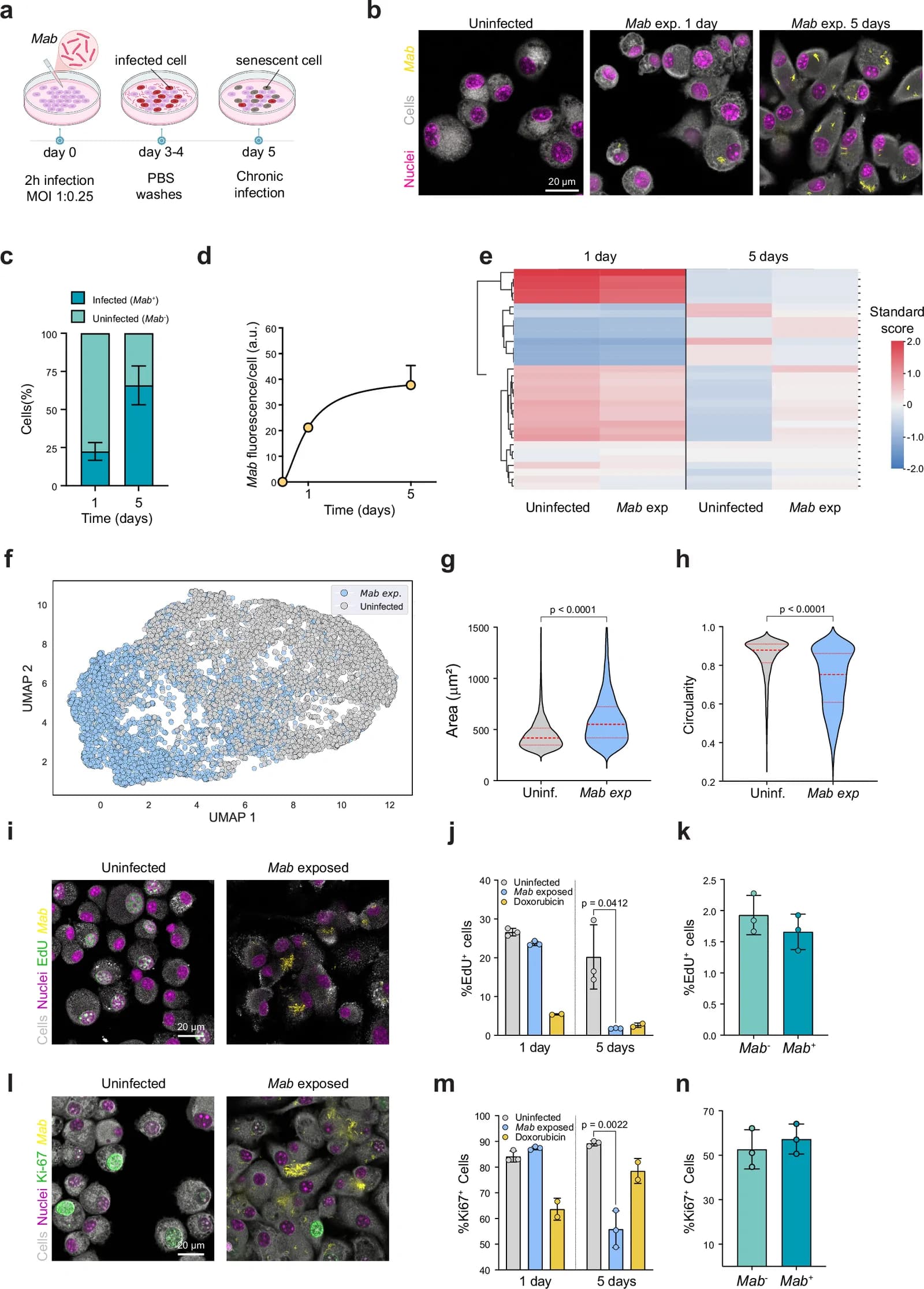 Fig. 1. Chronic Mycobacterium abscessus infection in vitro alters macrophage morphology and replication.