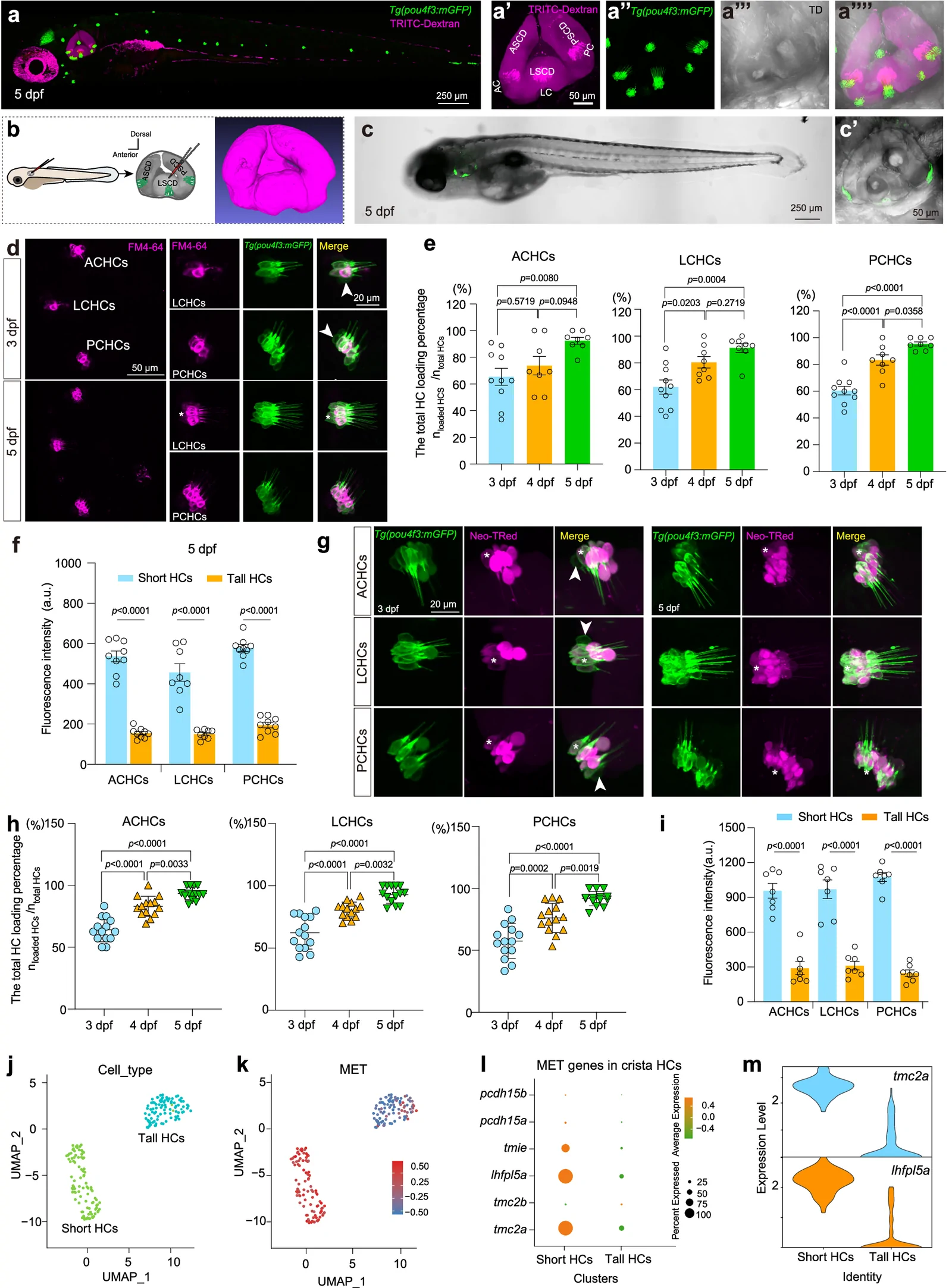 Fig. 1. Developmental stage- and subtype-dependent neomycin uptake in zebrafish crista HCs.