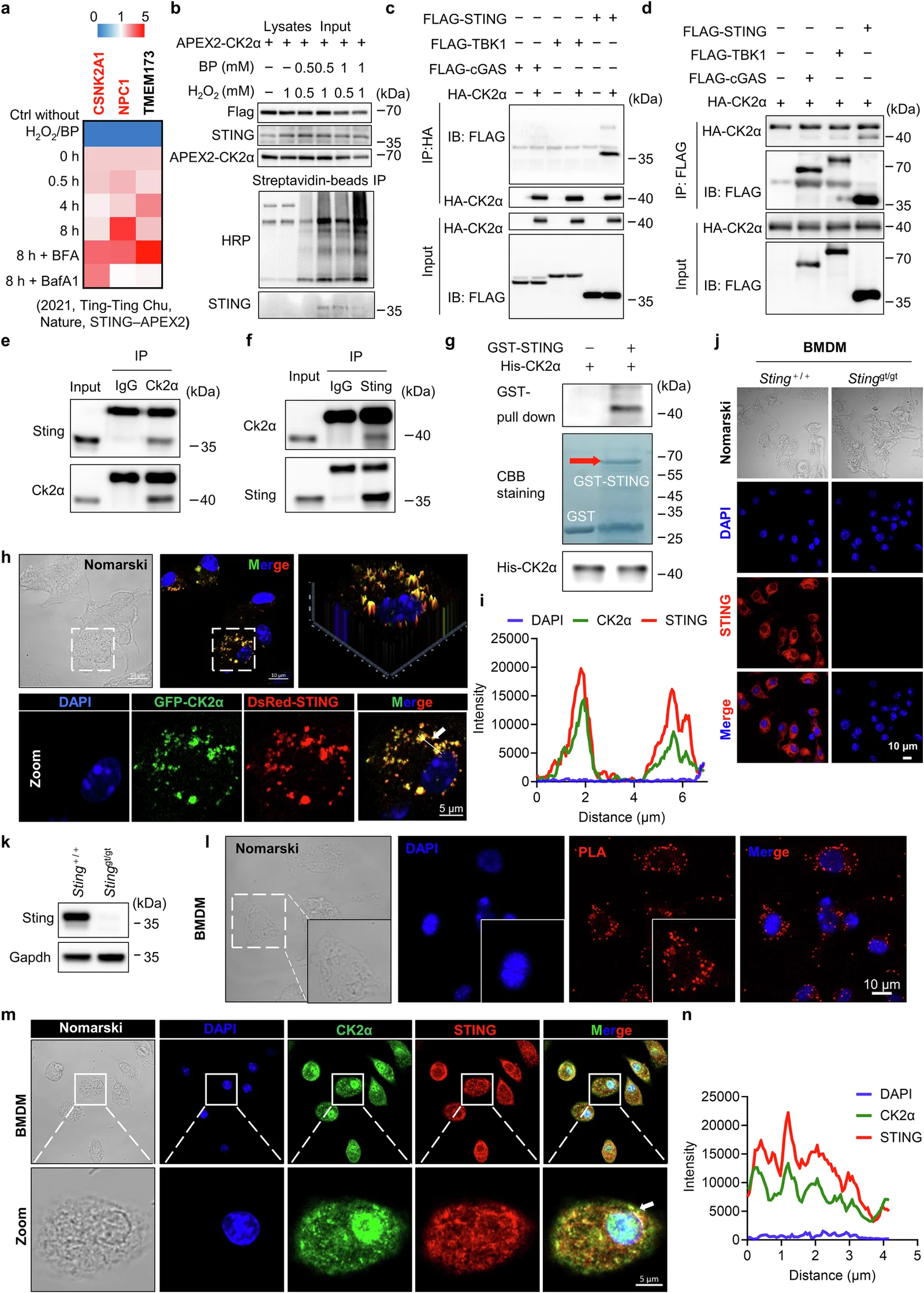 Fig. 1. CK2α interacts with STING and co-localizes with STING.