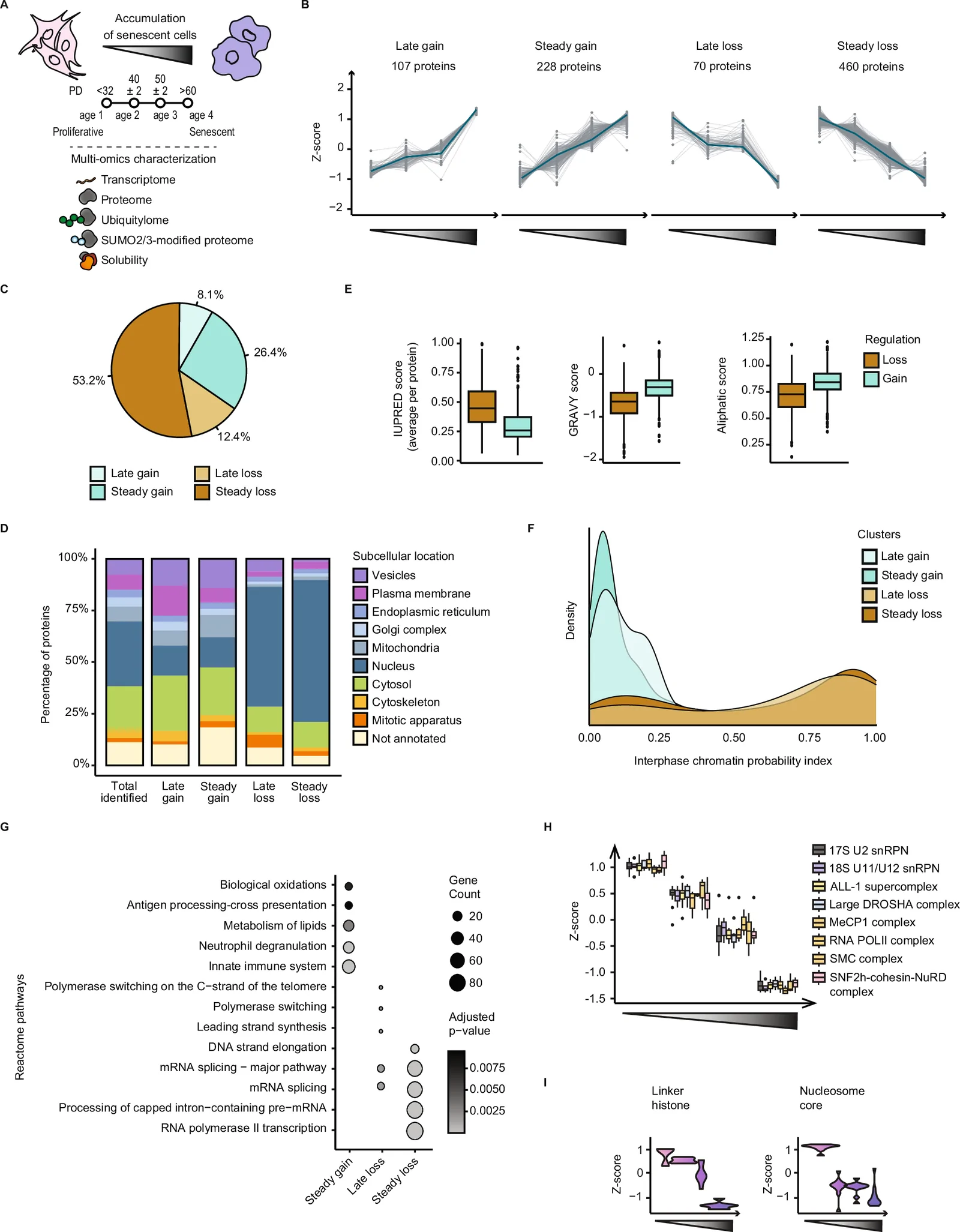Fig. 1. Replicative cellular senescence results in a coordinated depletion of chromatin-associated proteins.