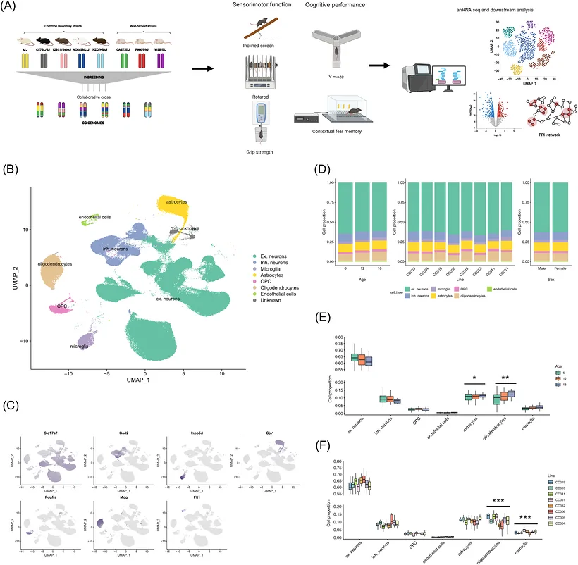 Figure 1. snRNA‐seq sequencing of the hippocampus across CC strains identifies major cell types and reveals composition differences associated with genetic background and age.