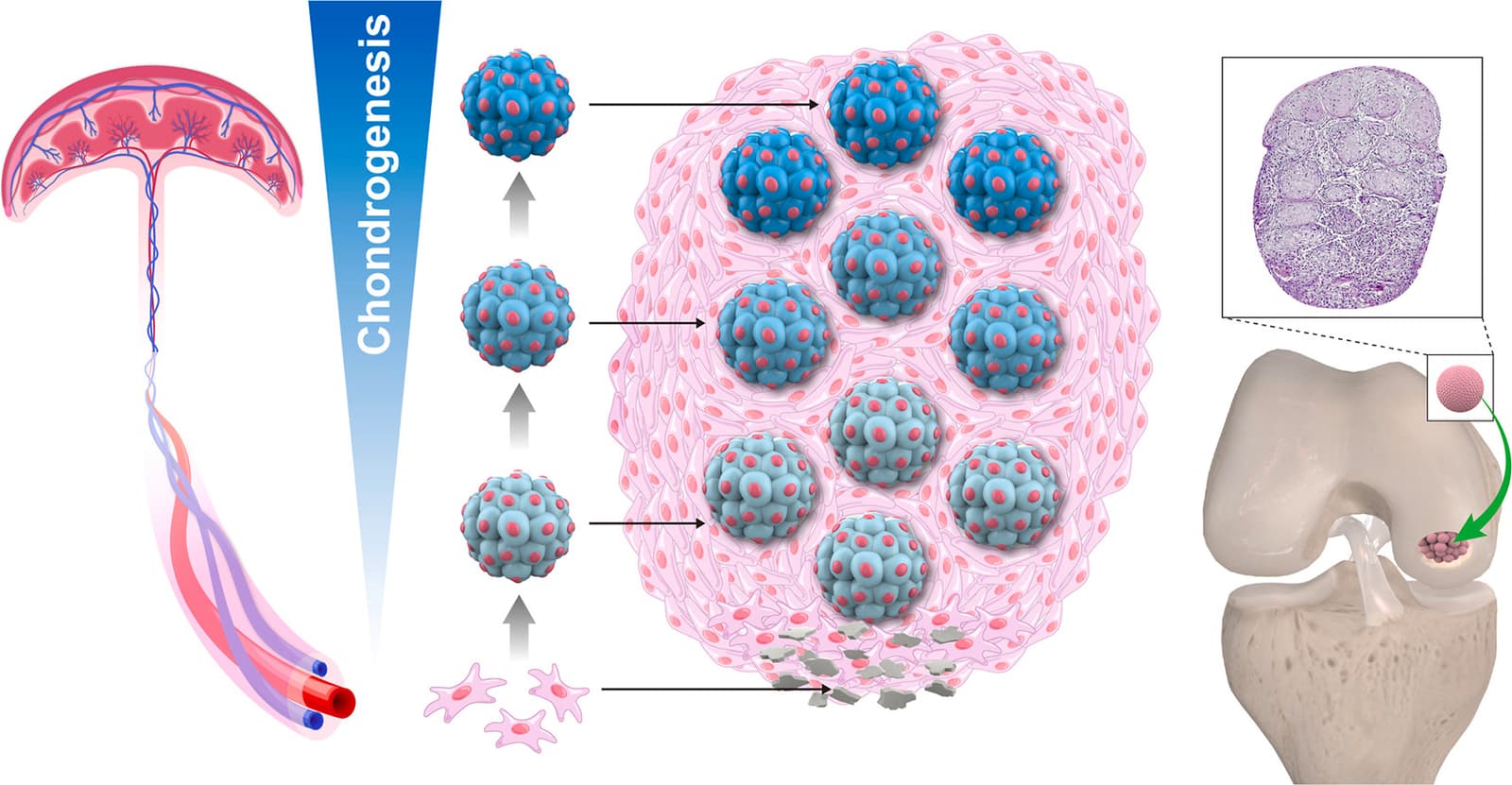 Graphical abstract from Materials Today Bio