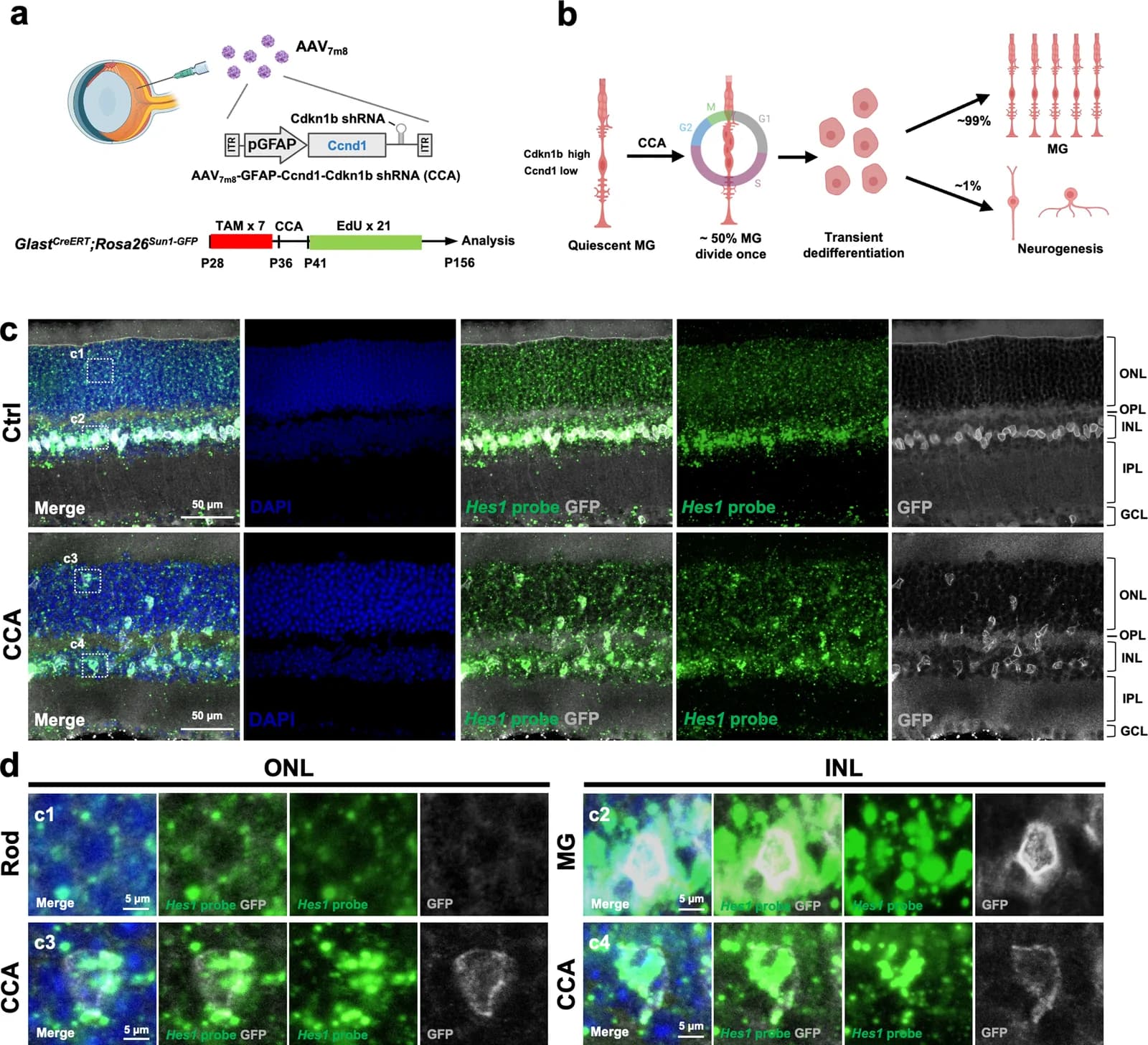 Figure 1. MG and MG-derived cells maintained high levels of Notch signaling.