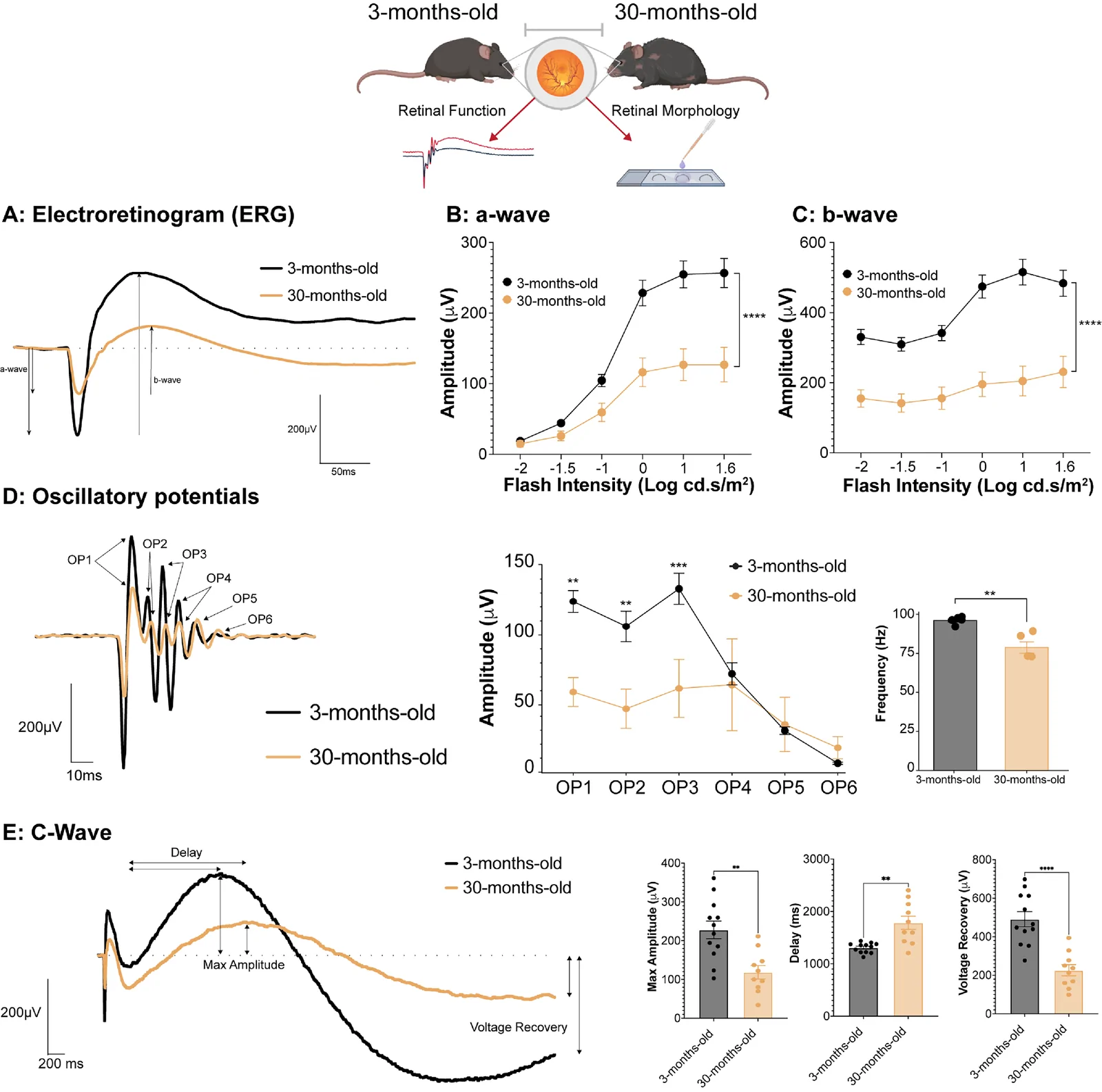 Figure 1. Thirty-month-old mice display impaired retinal function compared to young controls.