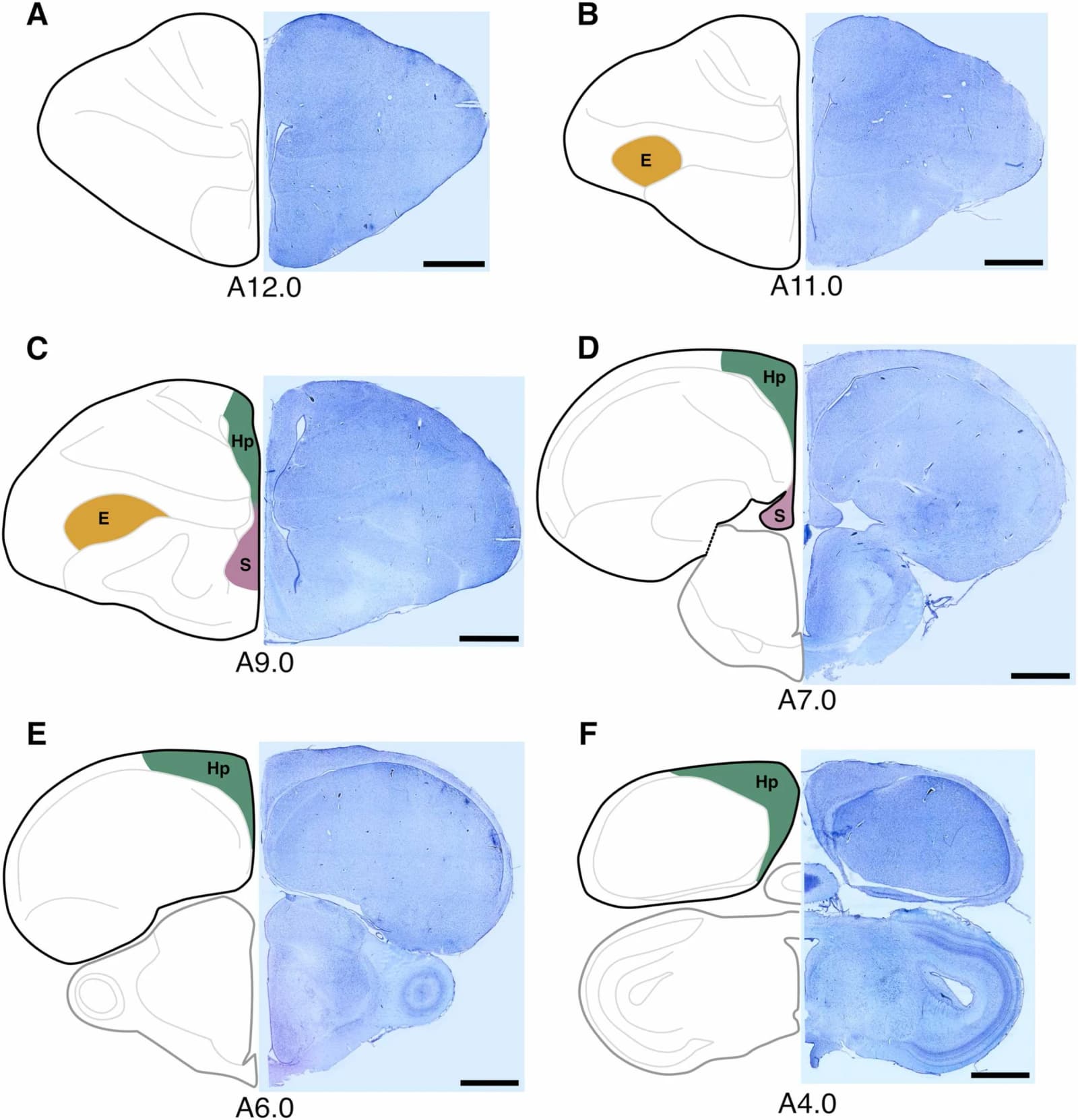 Figure 1 from Neurobiology of Aging