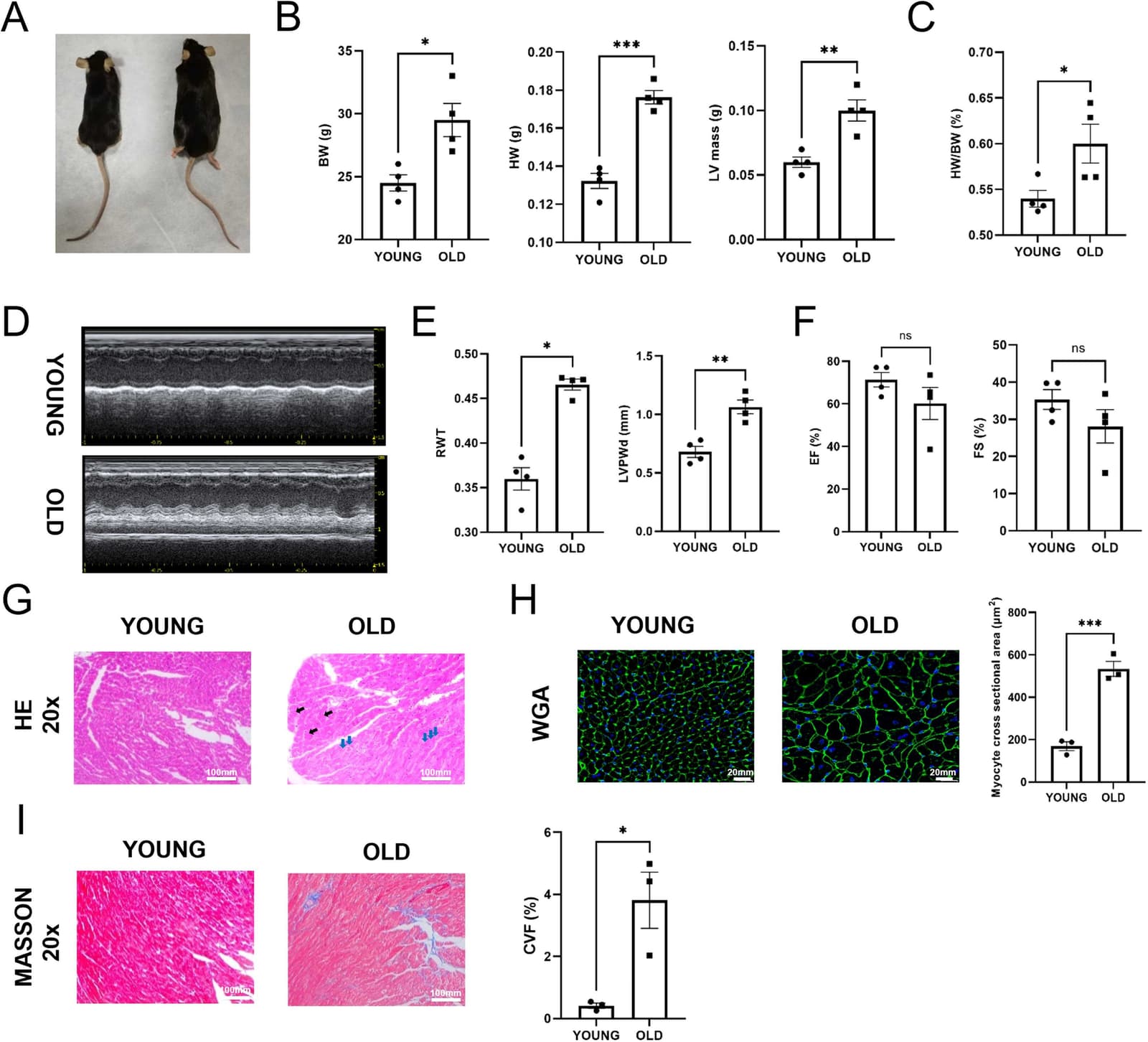 Figure 1 from Tissue & Cell