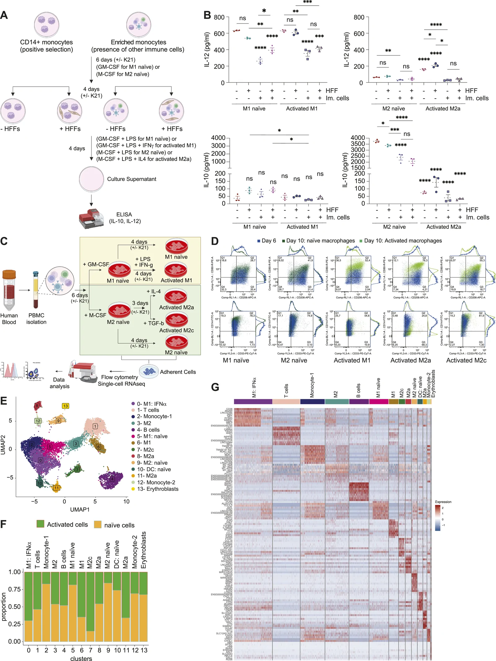 Figure 1. Monitoring human monocyte–derived macrophages from PBMCs.