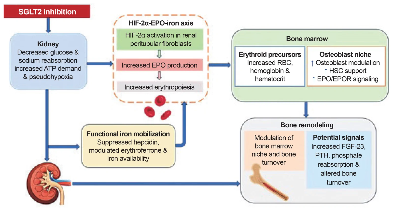 Fig. 1. Integrated hypoxia-inducible factor-2α (HIF-2α )-erythropoietin (EPO)-iron axis linking sodium-glucose cotransporter-2 (SGLT2) inhibition to bone marrow and bone remodeling.
