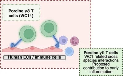 Figure 1. Proposed role of porcine γδ T cells (WC1⁺) in lung xenotransplantation.