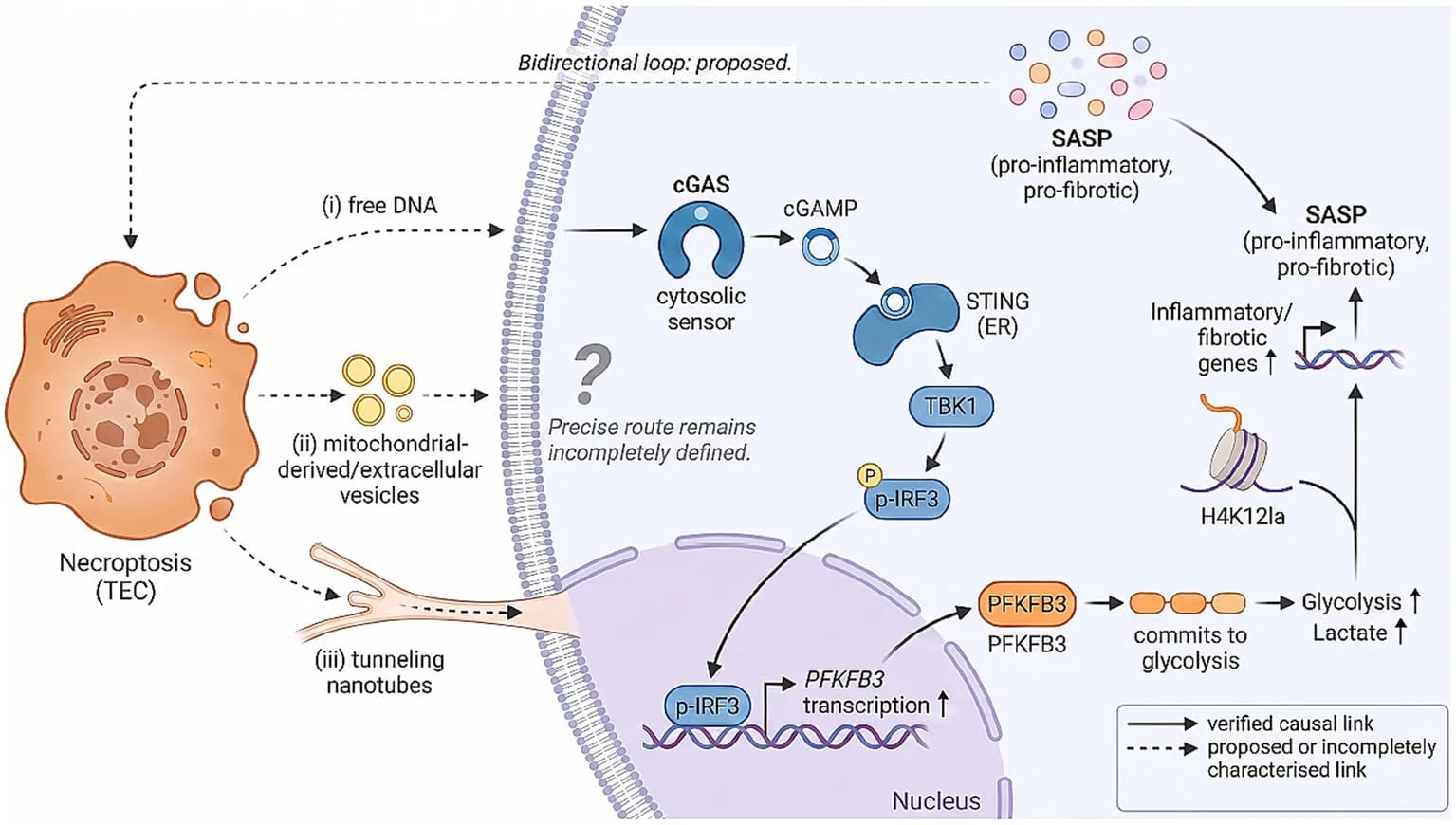 Graphical abstract. The central hypothesis: mtDNA–cGAS–STING–PFKFB3–glycolysis axis.