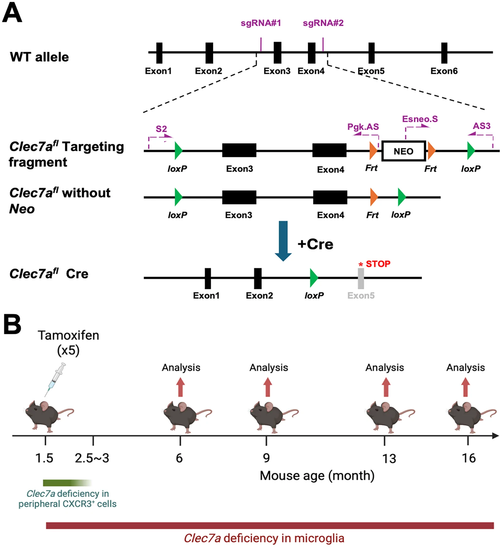 Figure 1. Schematic of the Clec7aflox allele generation and the timeline of Clec7a deletion followed by mouse analysis.