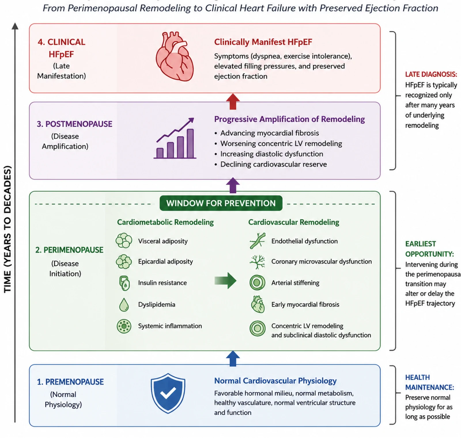 Figure 1. Temporal origin framework of female-predominant heart failure with preserved ejection fraction: From perimenopausal remodeling to clinical manifestation.