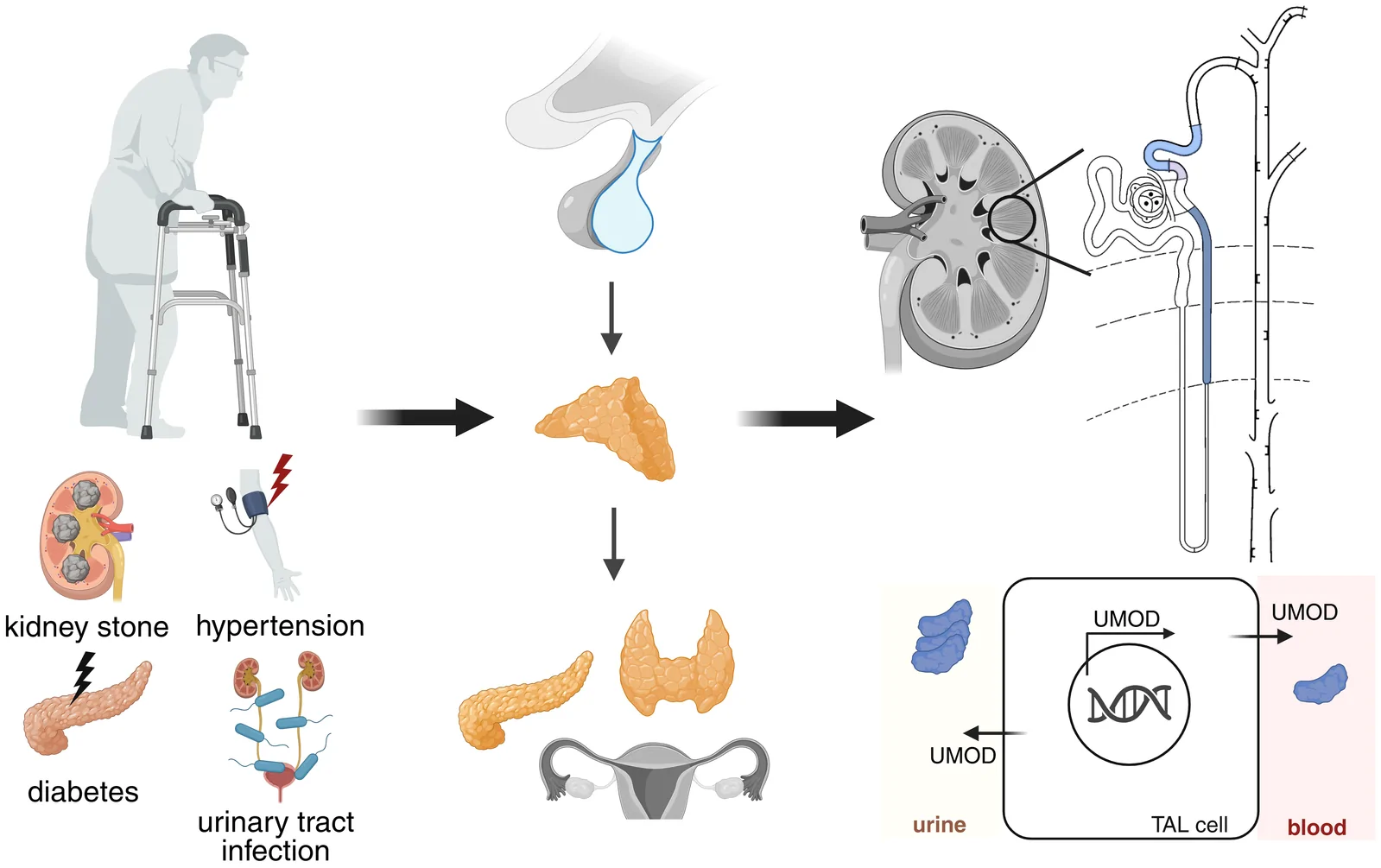 Graphical abstract from Frontiers in Endocrinology