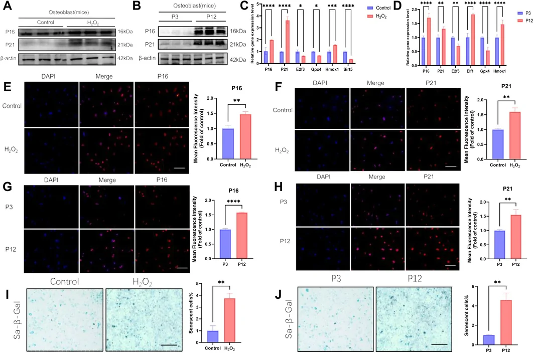 Figure 1. Establishing osteoblast oxidative stress‐induced senescence models and replicative senescence models.