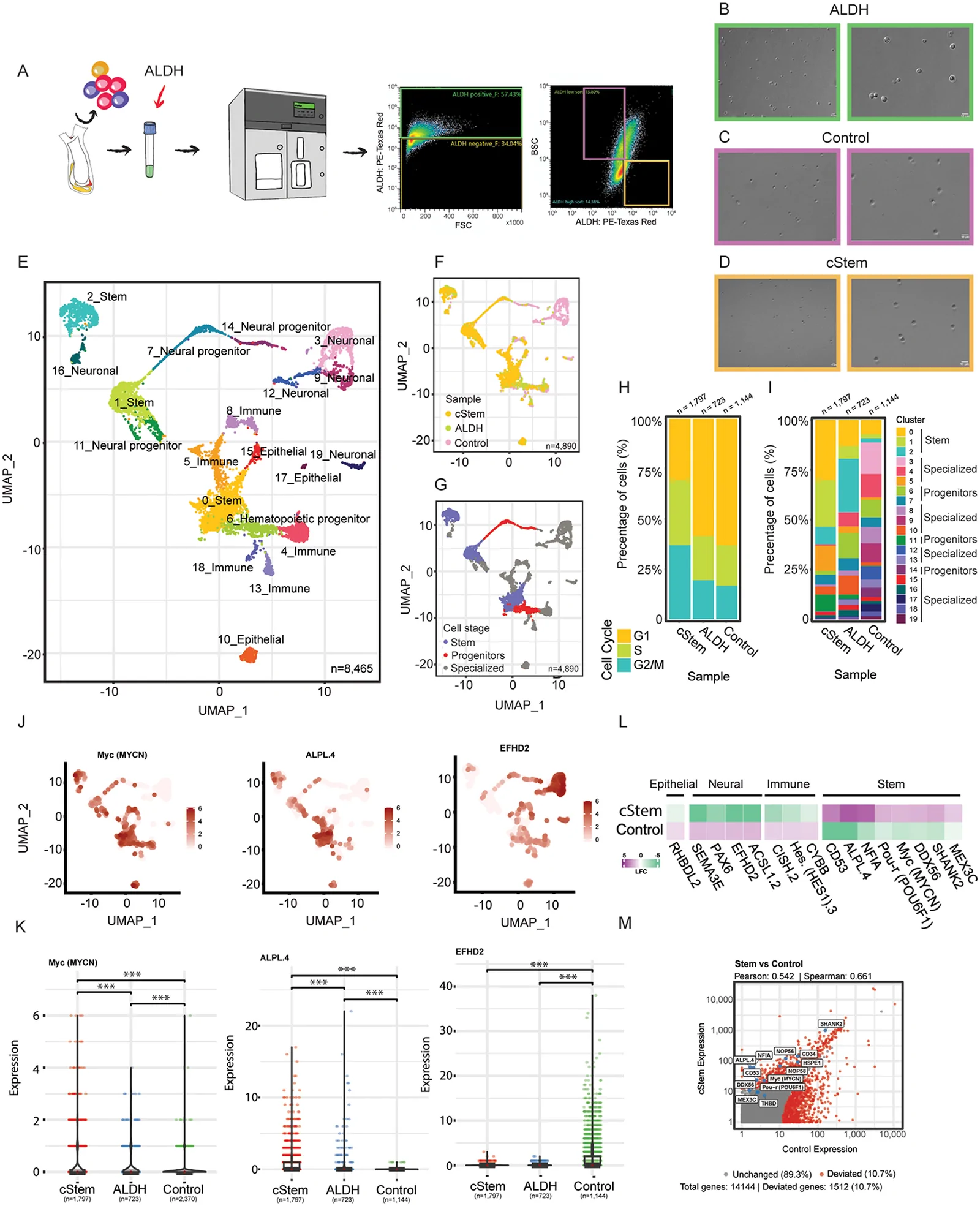 Fig 1. Isolation of enriched stem cells population in C. robusta.