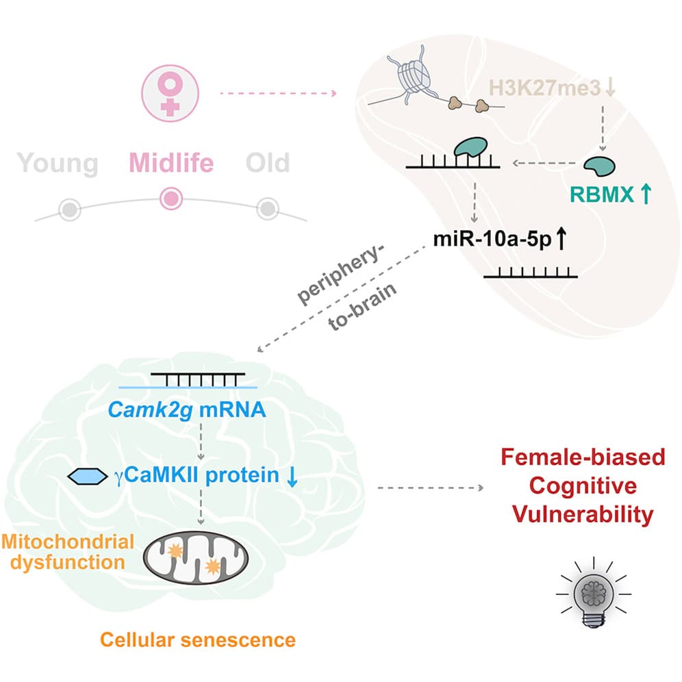 Graphical abstract from Neuron