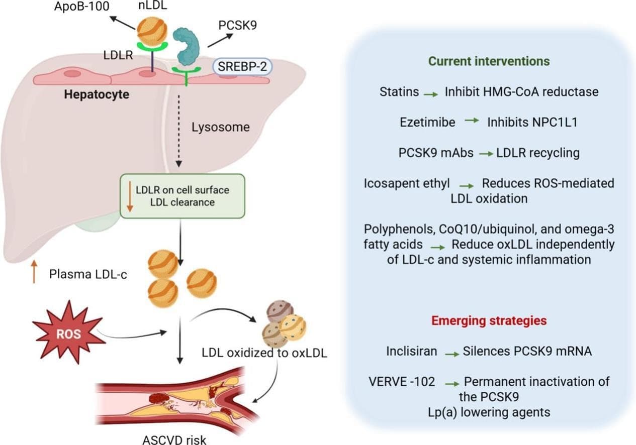 Graphical abstract from Biochimica et Biophysica Acta Molecular Basis of Disease