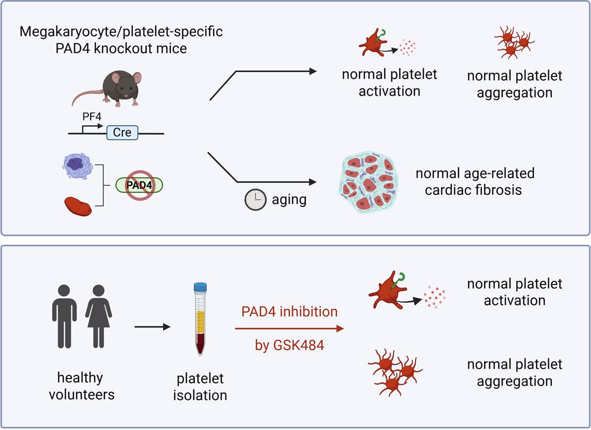 Graphical abstract from Journal of Thrombosis and Haemostasis