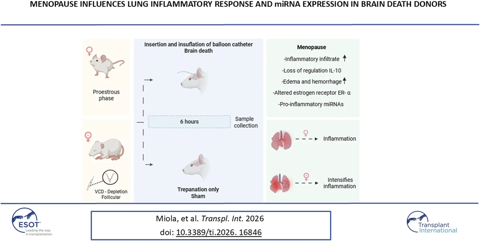 Graphical abstract from Transplant International