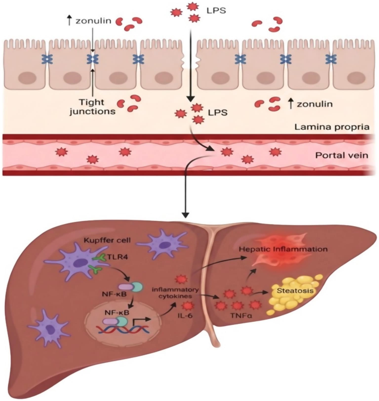 Figure 1 from Frontiers in Nutrition