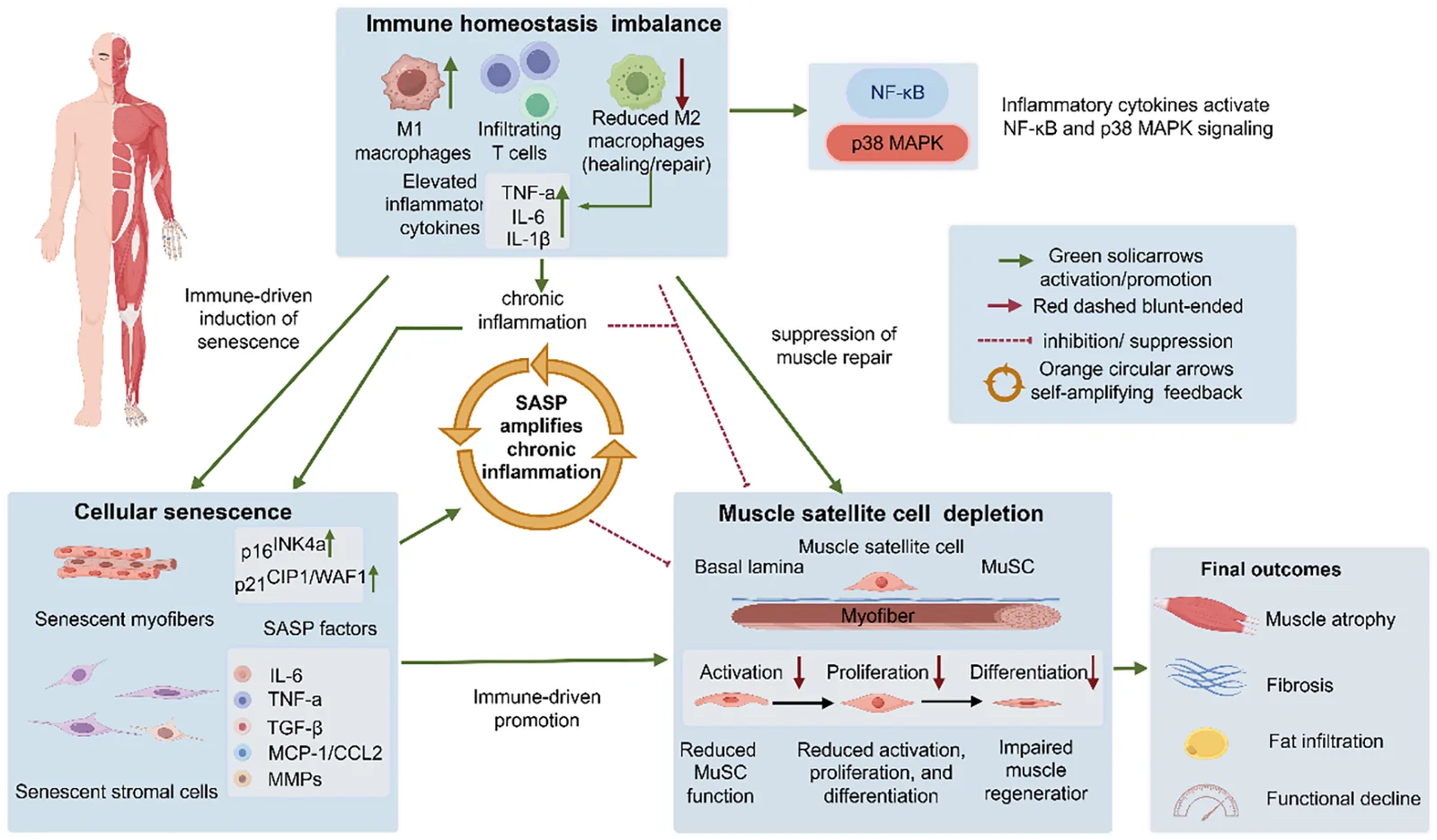 Figure 1. Interactions among immune dysregulation, cellular senescence and regenerative failure in the ageing skeletal muscle microenvironment.