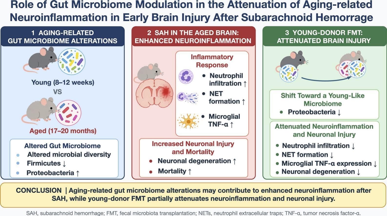 Graphical abstract from Brain Research