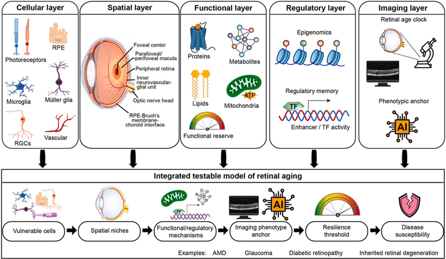 Graphical abstract from Experimental Eye Research