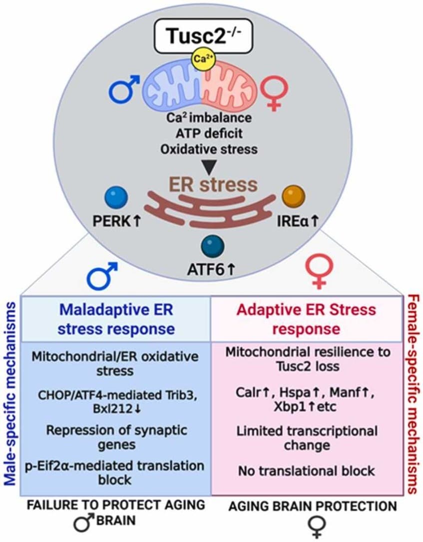 Graphical abstract from Mechanisms of Ageing and Development