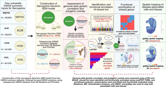 Figure 1 from Journal of Bone and Mineral Metabolism